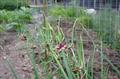 Egyptian onions